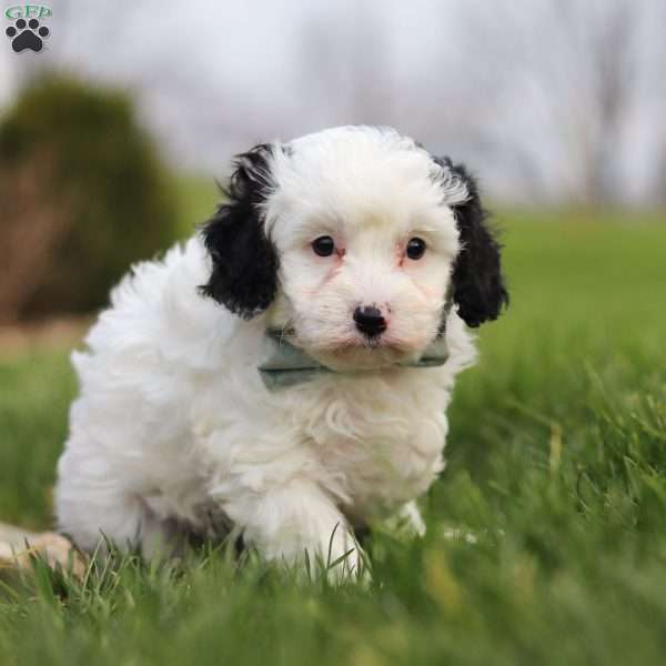 Mason, Cavapoo Puppy